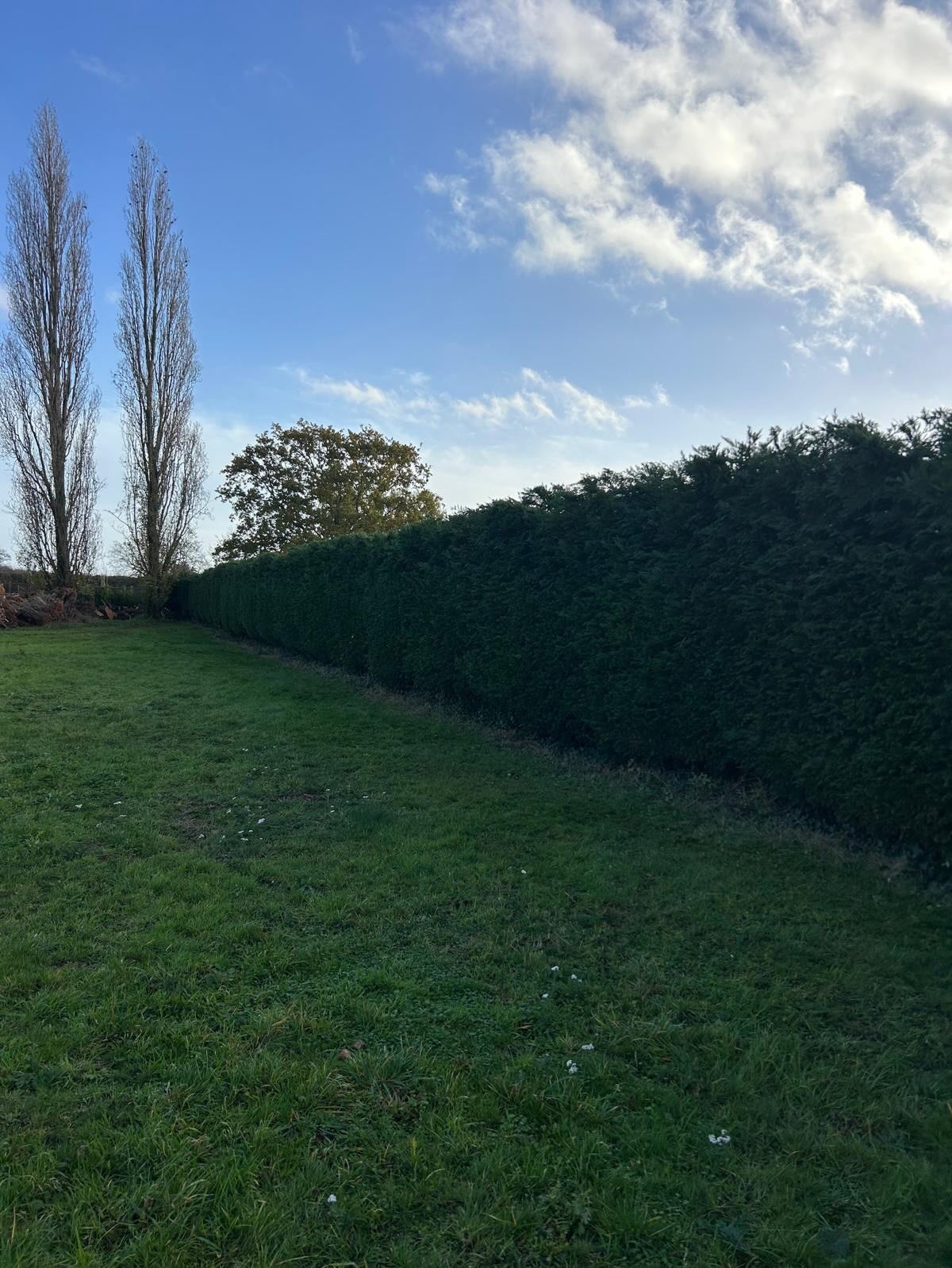 Hedge Trim