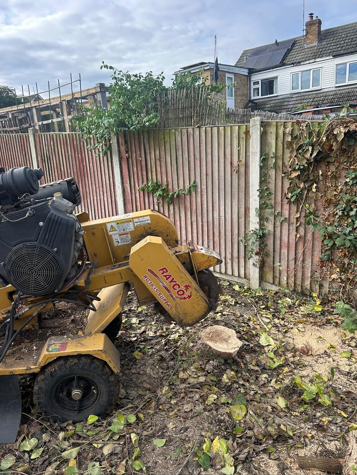 Tree stump after tree felled