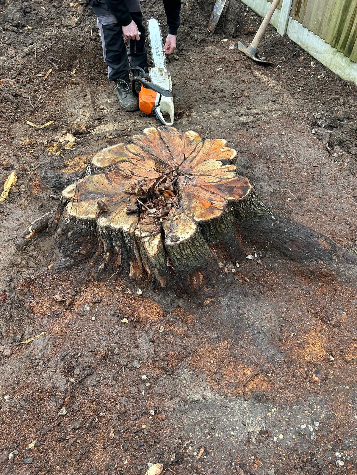 Tree Stump Before